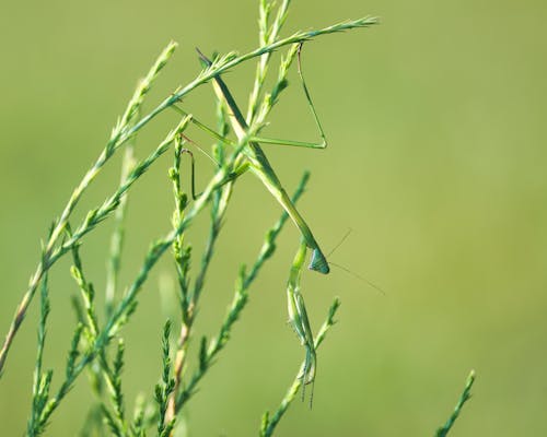 Ilmainen kuvapankkikuva tunnisteilla camo, eläinkuvaus, hyönteinen