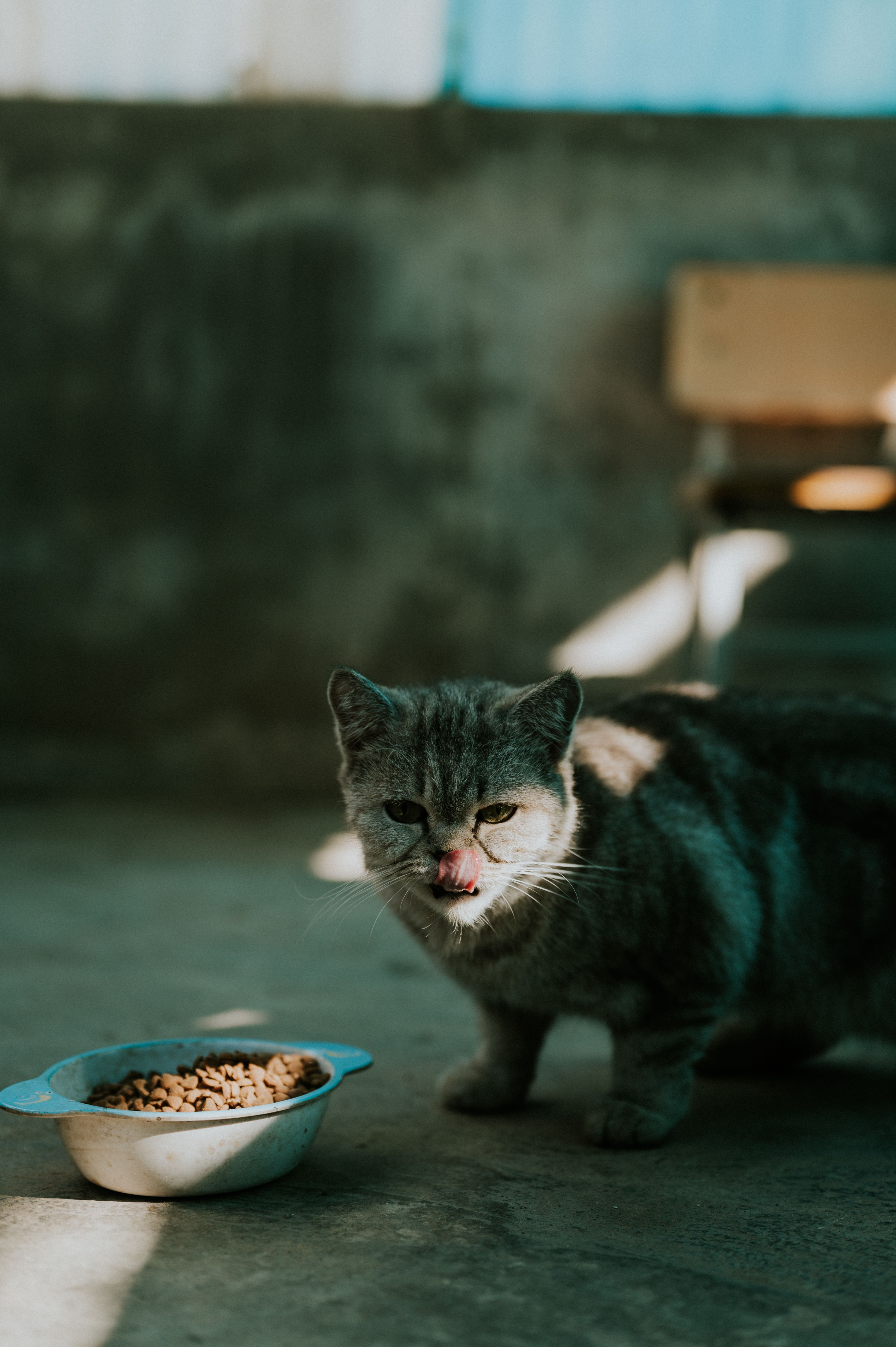 フードボウルの近くに立つ灰色の猫