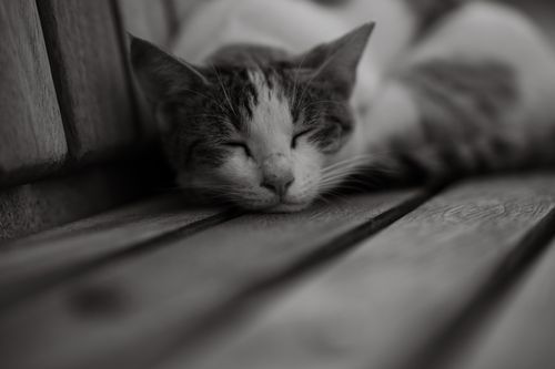 Free Black and white photo of a peaceful tabby cat sleeping on a wooden bench. Stock Photo