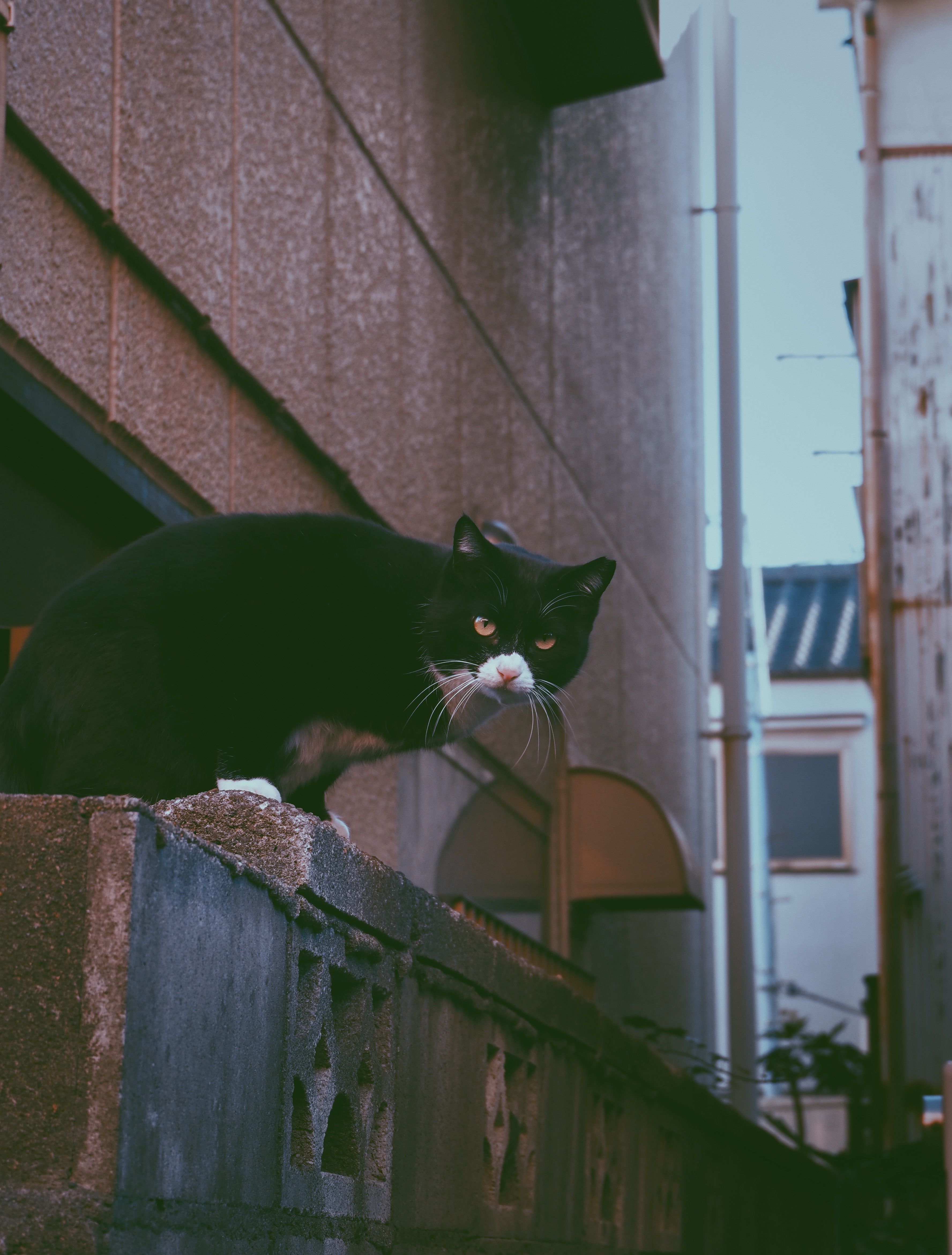 Black Cat Sitting on Wall · Free Stock Photo