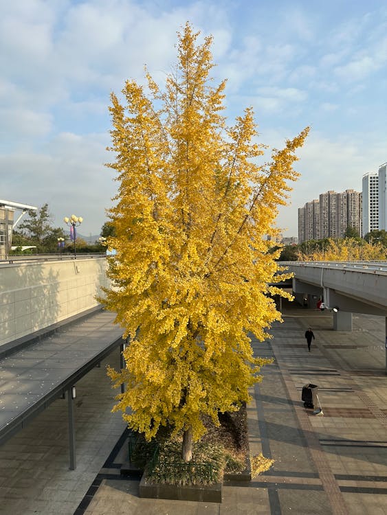A Tree with Yellow Leaves in City 