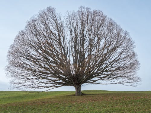 A Large Leafless Tree on a Meadow 