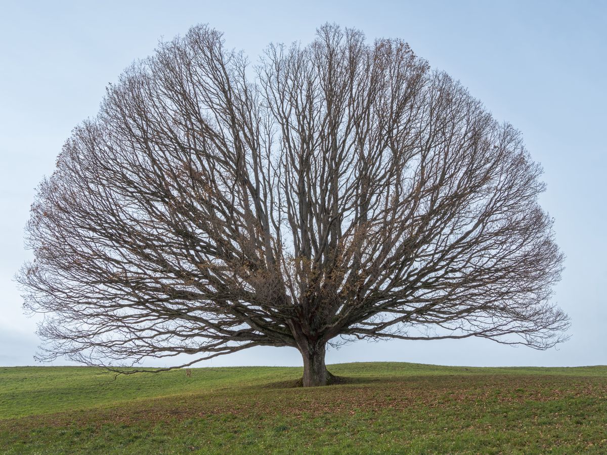 Green Leafed Tree · Free Stock Photo