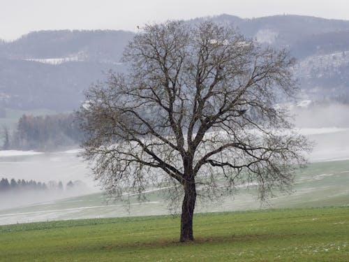 A Leafless Tree on a Foggy Meadow 