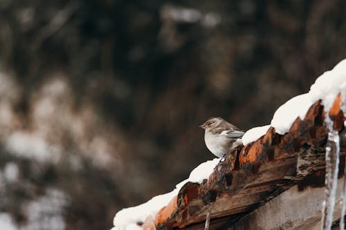 buz saçağı, buz tutmuş, çatı içeren Ücretsiz stok fotoğraf