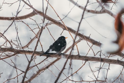 A black bird sitting on a tree branch in the snow
