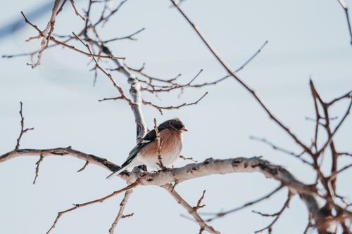 Free A chaffinch bird perched on bare branches during winter, showcasing wildlife beauty. Stock Photo