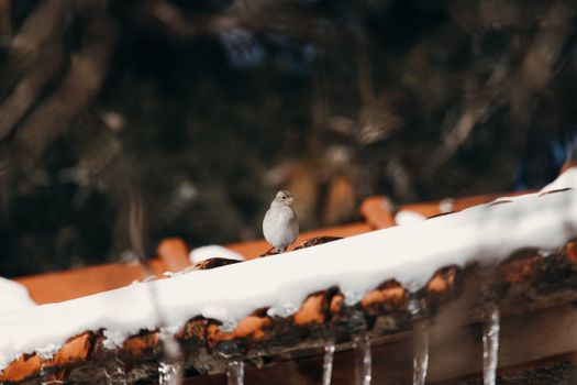 Small bird perched on a snowy roof, capturing a serene winter scene.