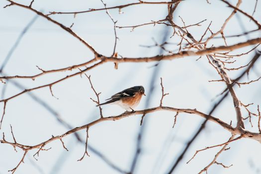 A bird perched on a bare tree branch
