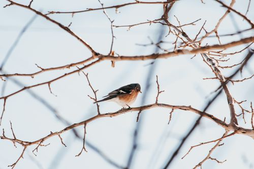 Free A close-up of a finch perched on bare branches in a winter setting, showcasing nature's simplicity. Stock Photo
