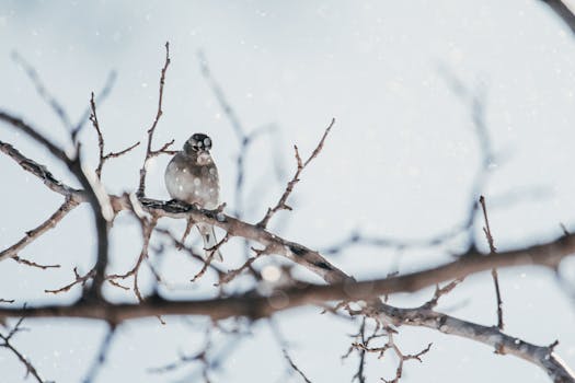 Immagine gratuita di ambiente, ambiente sereno, appollaiati