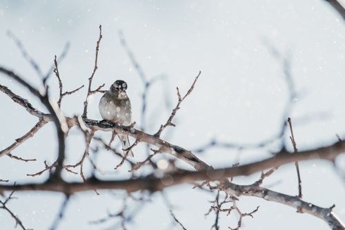 Free A small bird perches on a snow-covered branch during a gentle winter snowfall. Stock Photo