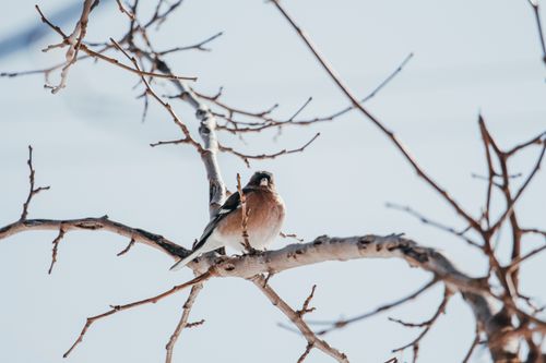 Free A bird perched on a bare branch in a snowy winter setting, capturing nature's serene beauty. Stock Photo