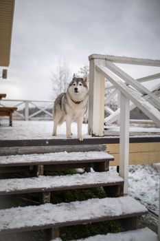 A Siberian Husky standing outdoors on snowy stairs in wintertime.