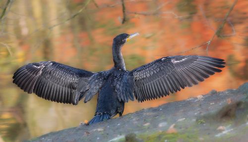 Free Stunning cormorant with opened wings on a serene autumn lake backdrop. Stock Photo
