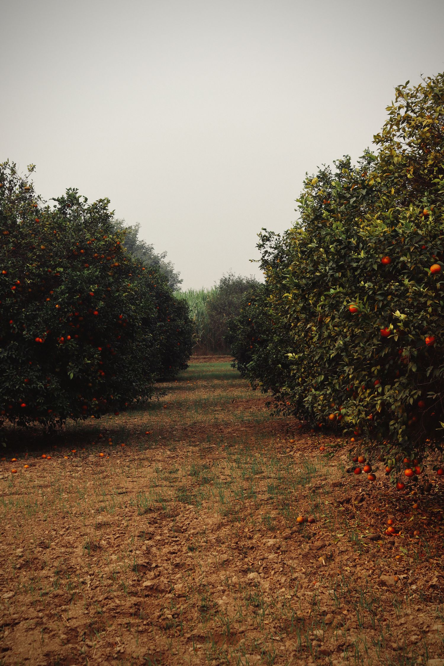 Agriculture