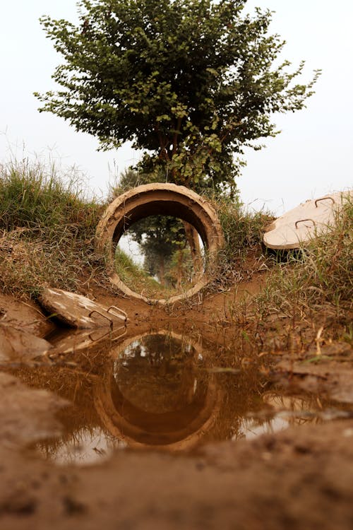 Foto d'estoc gratuïta de arbre, bassal, canonada