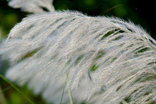 White wild grass flower