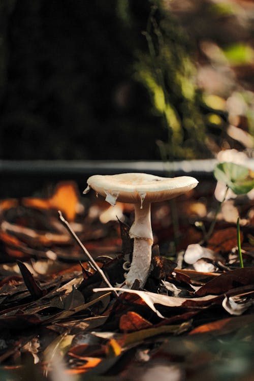 Mushroom on Ground