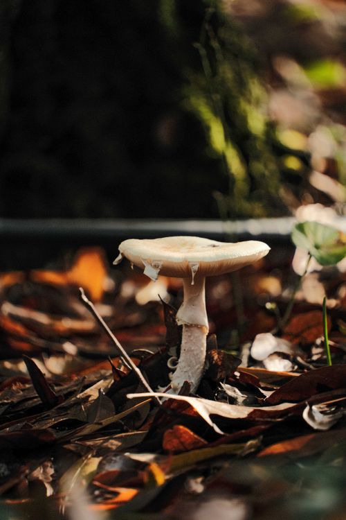 Free Close-up of a lone mushroom surrounded by autumn leaves on the forest floor. Stock Photo