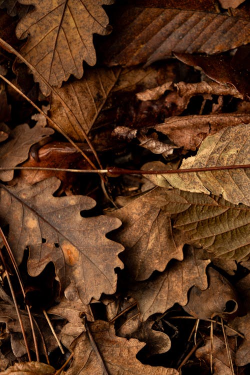 Full Frame of Autumn Leaves