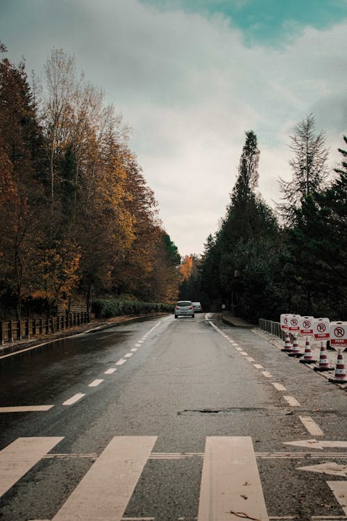 Gratis stockfoto met asfalt, bomen, herfst