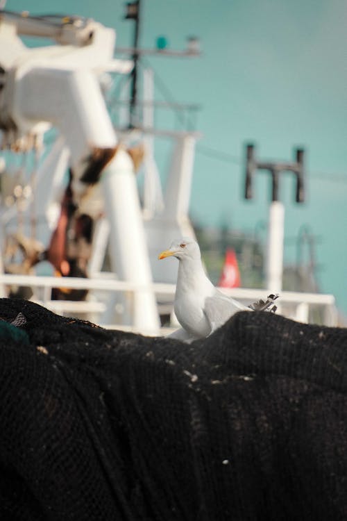 Close-up of a Seagull Sitting on a Fishing Net 