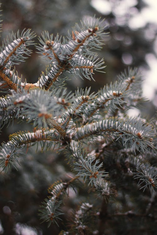 Branch of a Coniferous Tree