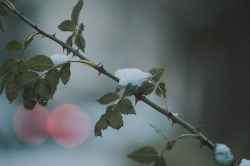 Close-up of Snow on a Rose Stem