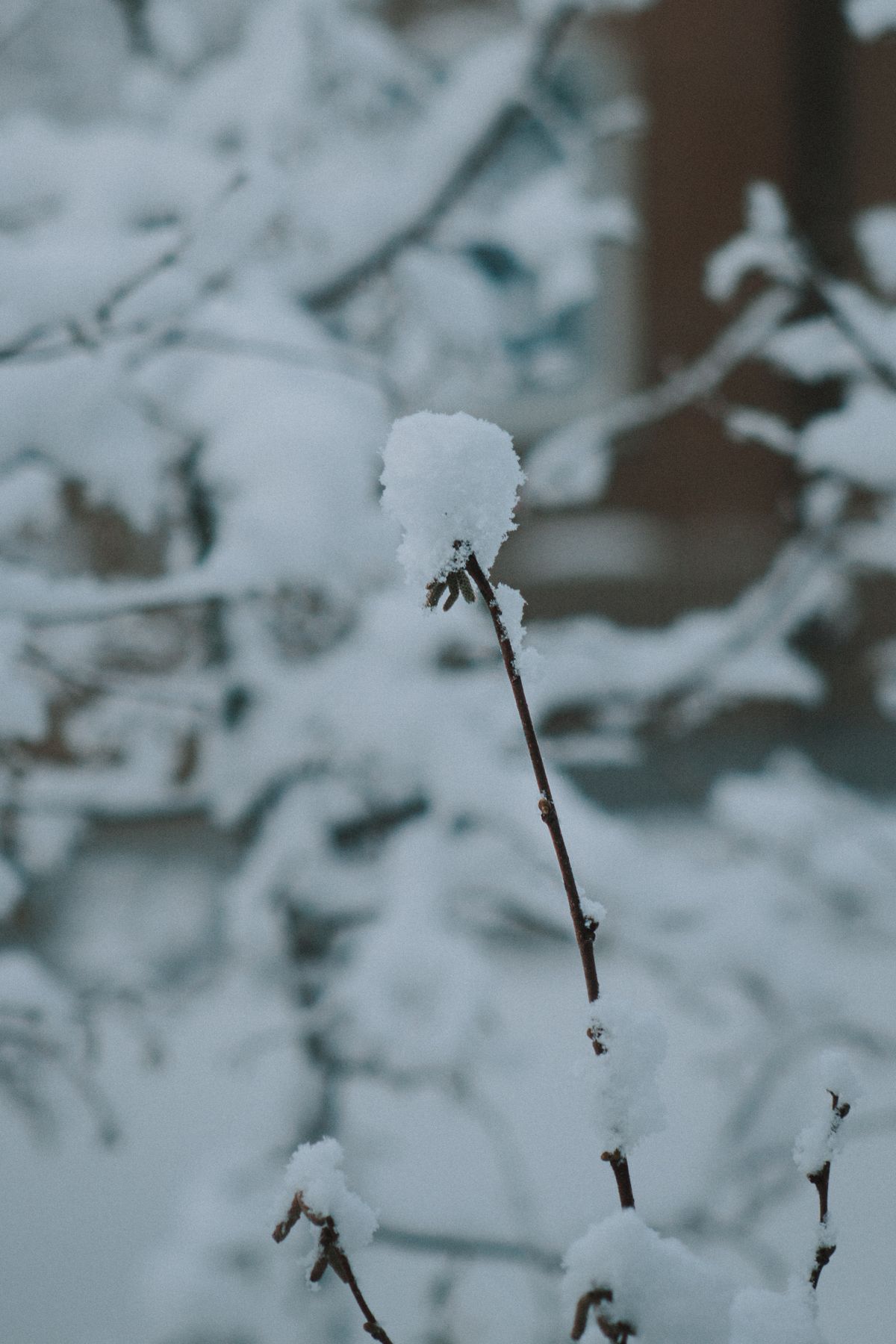 雪の丘に差す光