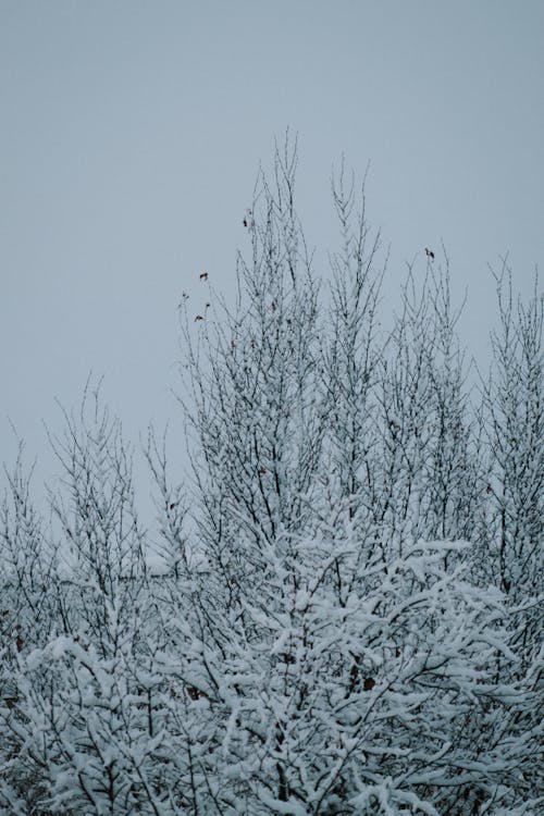 ağaçlar, buz tutmuş, çevre içeren Ücretsiz stok fotoğraf
