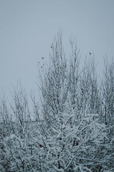 Peaceful winter scene with snow-covered branches and bare trees against a cloudy sky.