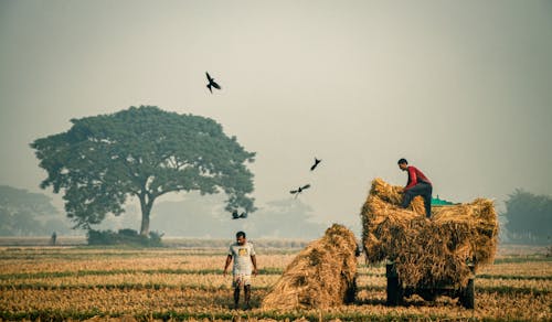 Men Working in the Field during Harvest