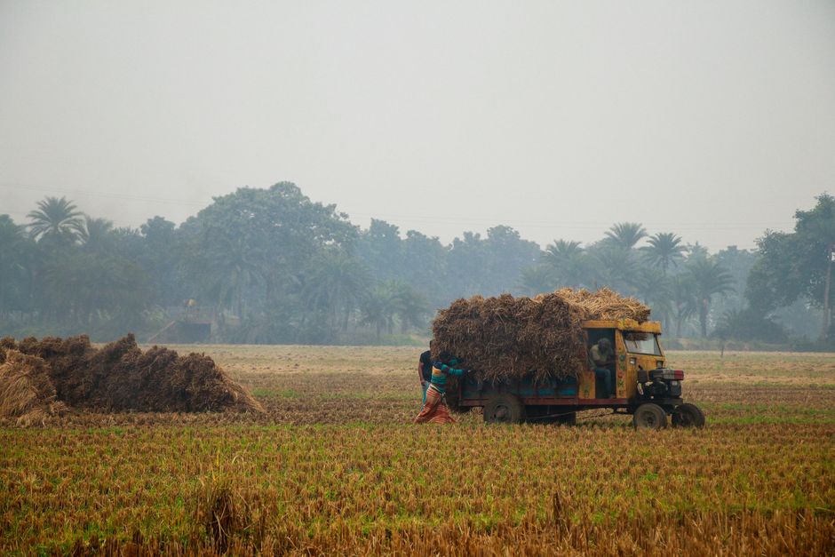 Farmers in Khulna, Bangladesh, loading hay onto a truck in a foggy field.