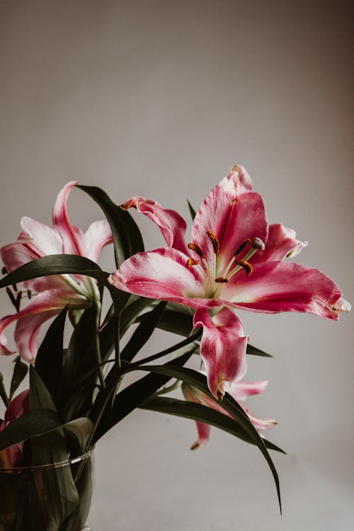 Kostenloses Stock Foto zu blütenblätter, lilien, natur