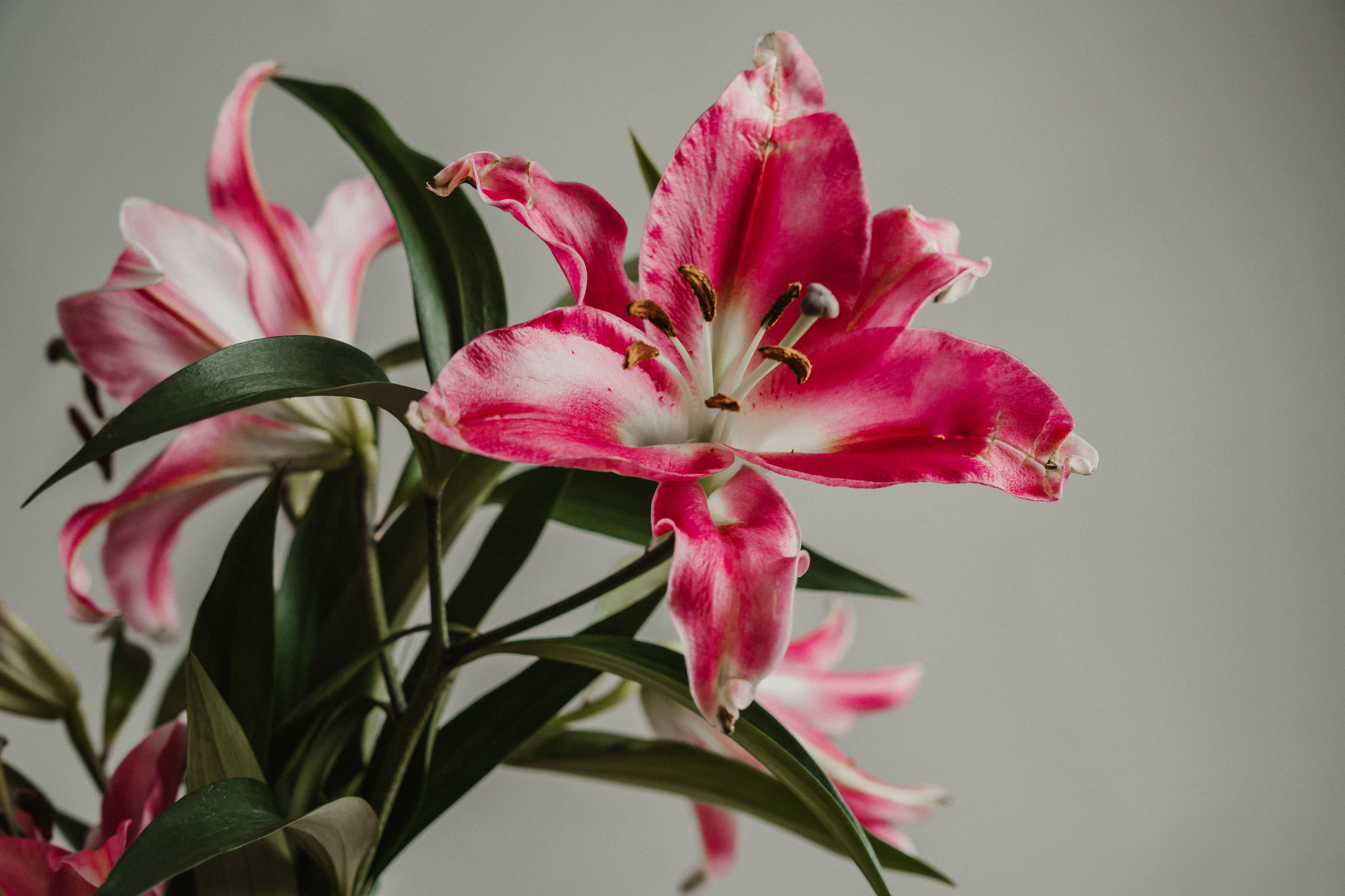 Pink Lilies