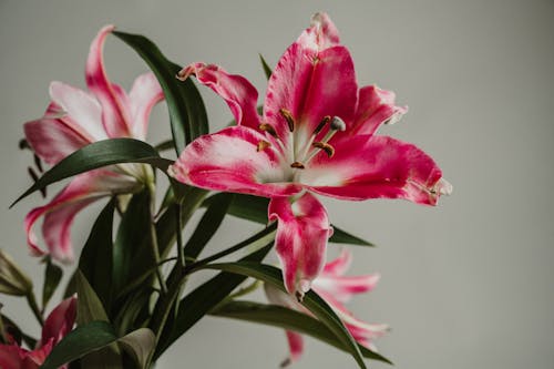 Close-up of a Bunch of Pink Lilies 