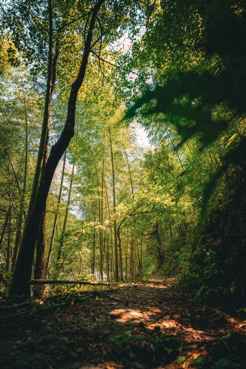 Free Explore a serene bamboo forest trail in Zhejiang, China, capturing nature's tranquility and lush greenery. Stock Photo