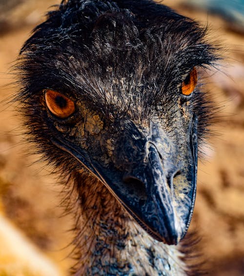 Imagine de stoc gratuită din cap, emu, fotografie cu animale sălbatice