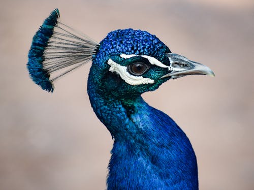 Kostnadsfri bild av blå, djurfotografi, fågel