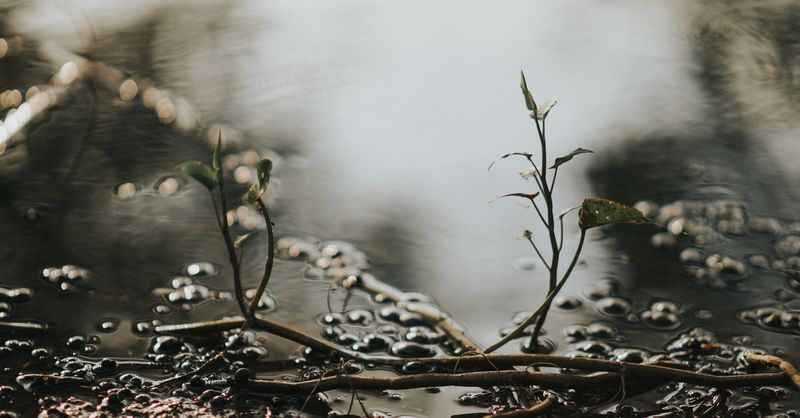 Plante sur pied ou posée au sol : comment choisir ?