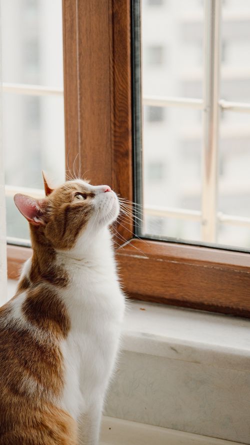 Free A ginger cat sits by a window, thoughtfully gazing outside. Perfect for pet lovers and animal themes. Stock Photo