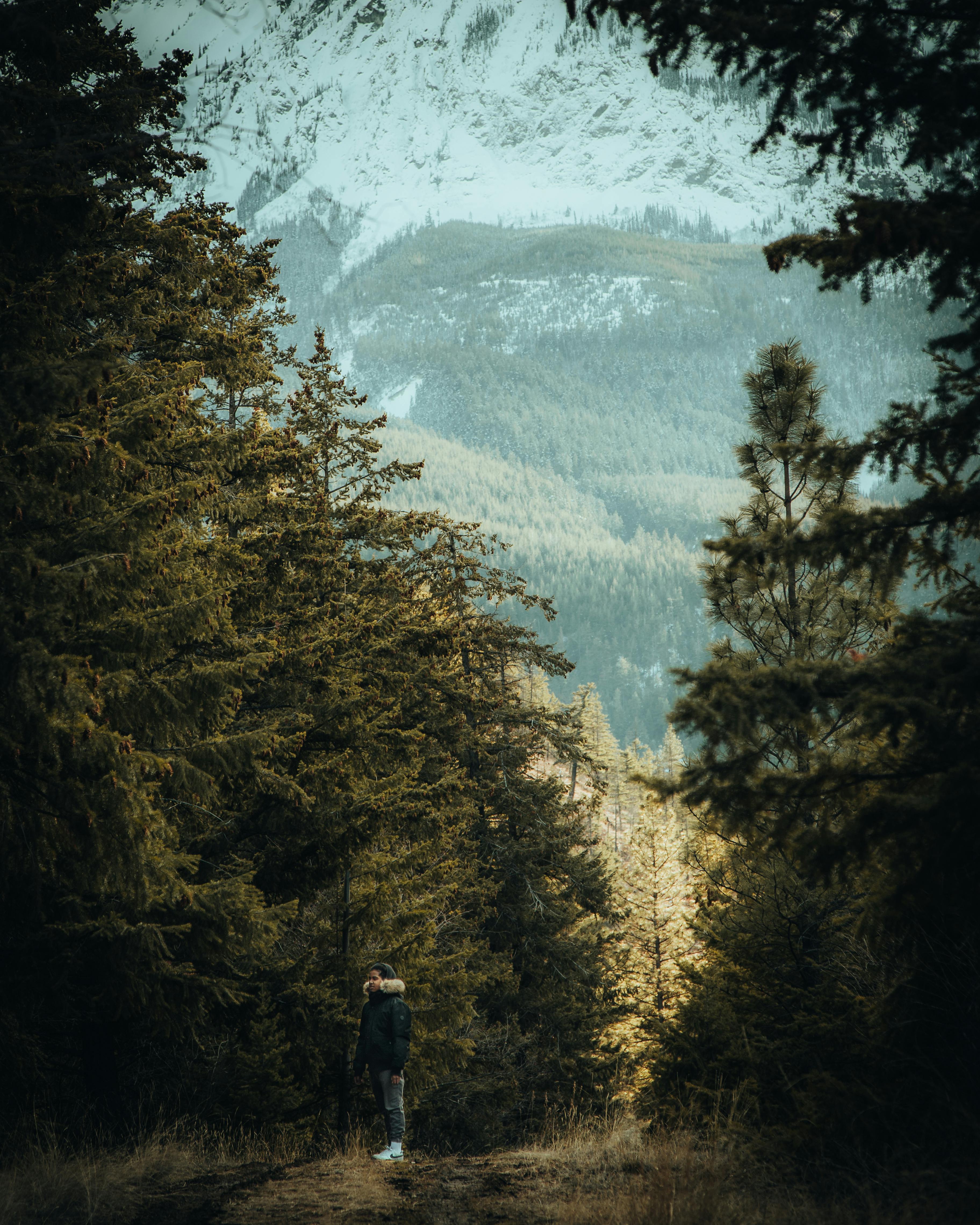 A solitary hiker walks along a snowy path in a lush mountain forest in winter.