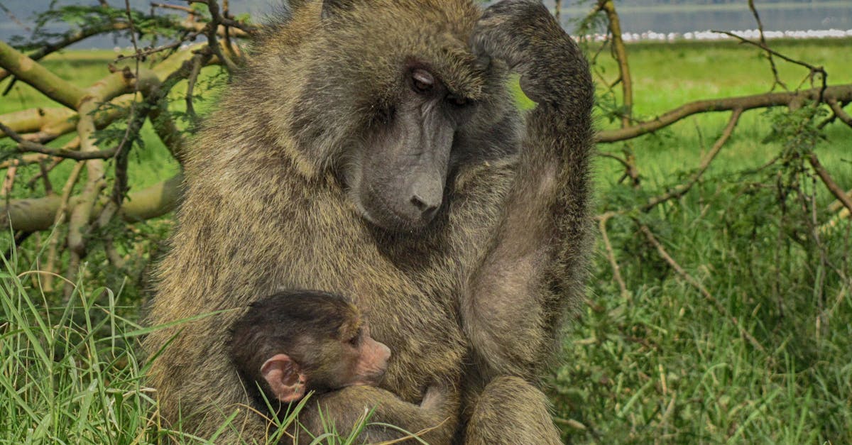Free stock photo of baby, mom, monkey