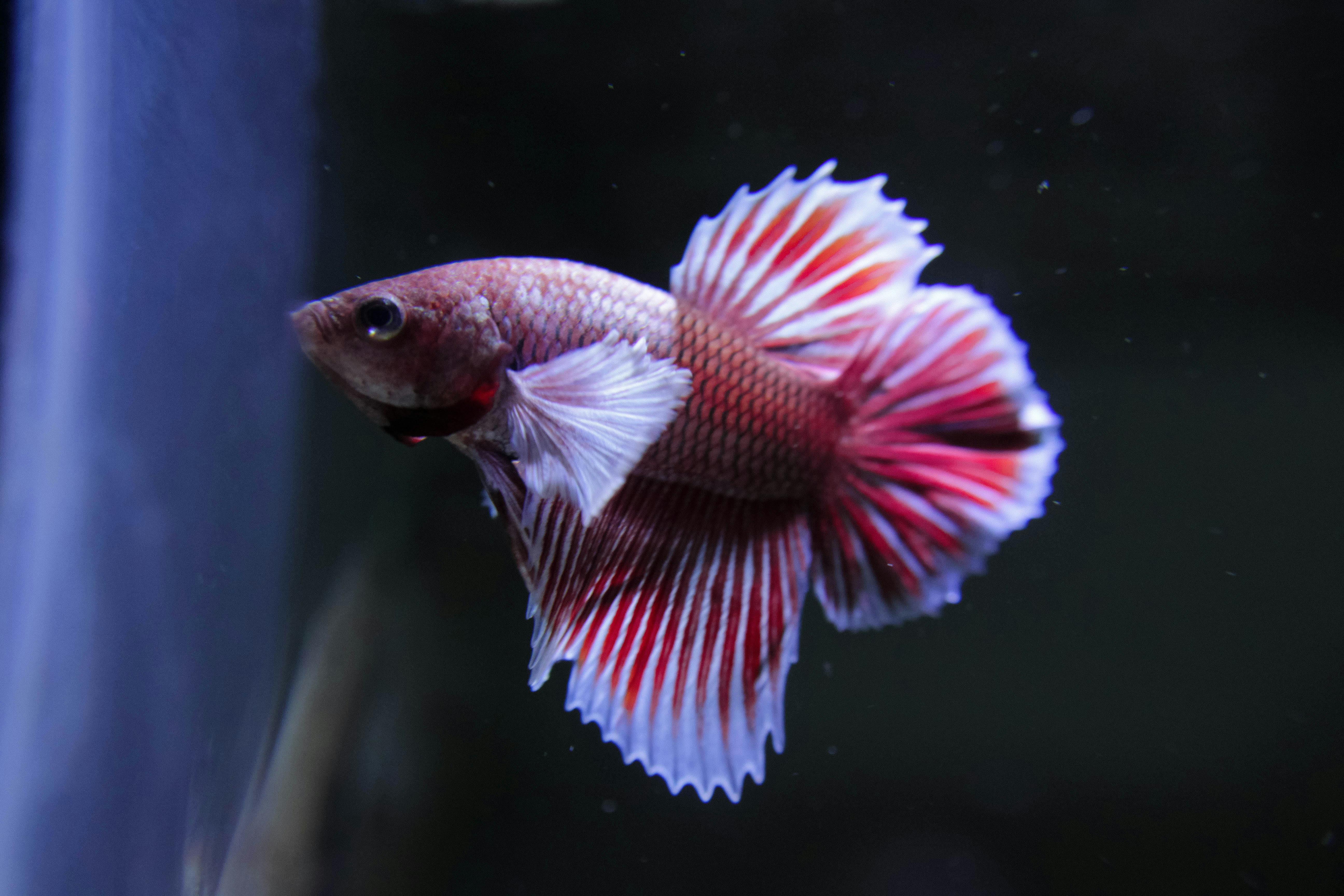 Free stock photo of betta, dumbo, fish