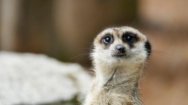 Suricate looking