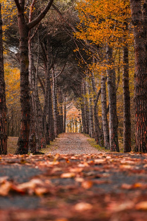 Foto profissional grátis de açafrão de outono, aconselhamento, alojamento florestal