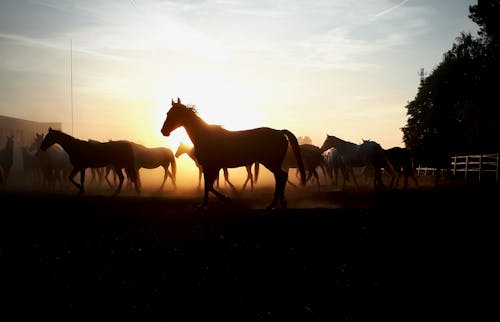 Horses Herd on Farm at Sunset
