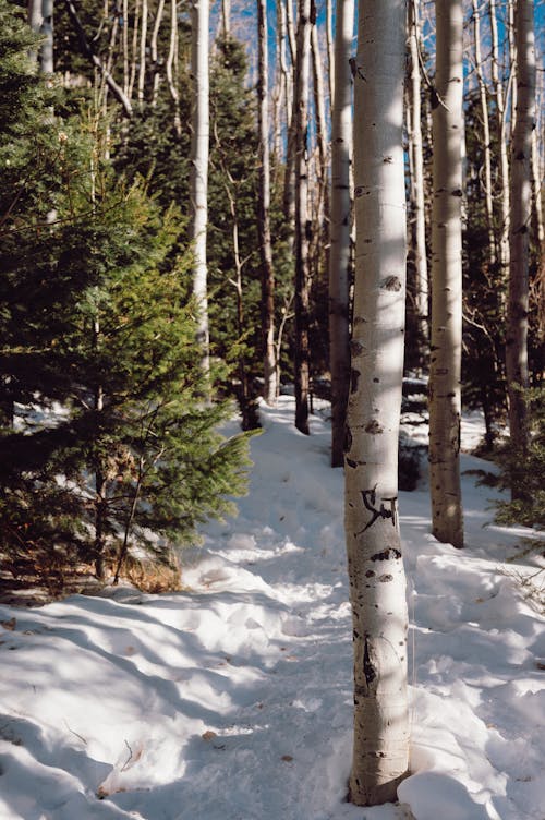 Path in a Coniferous Forest in Winter 