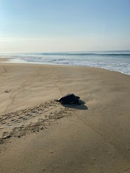 Lone sea turtle on the sandy shores of Puerto Escondido, Mexico at dawn.